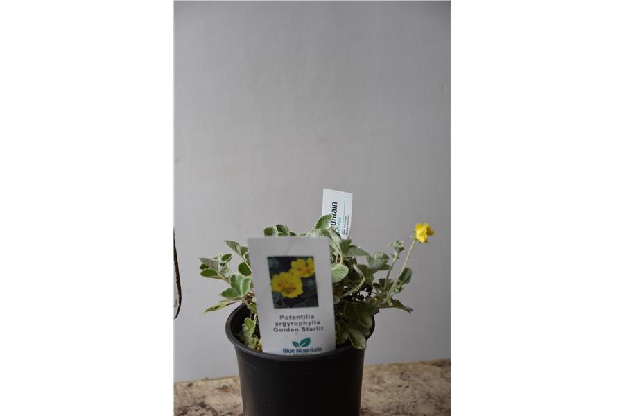 Potentilla argyrophylla Golden Starlit