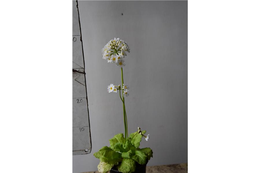 Primula japonica Alba