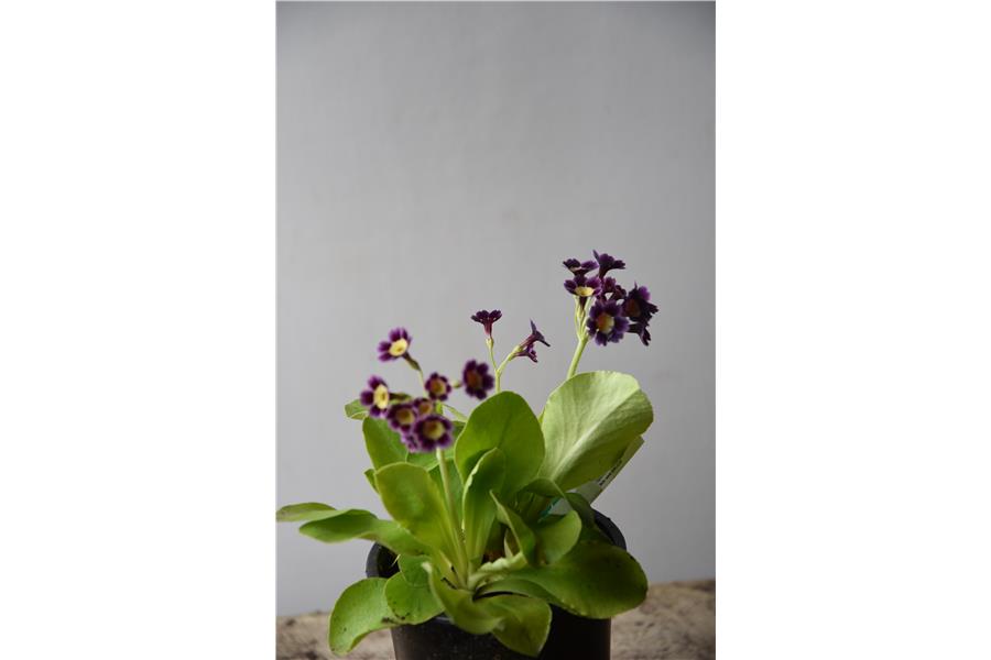 Primula x pubescens