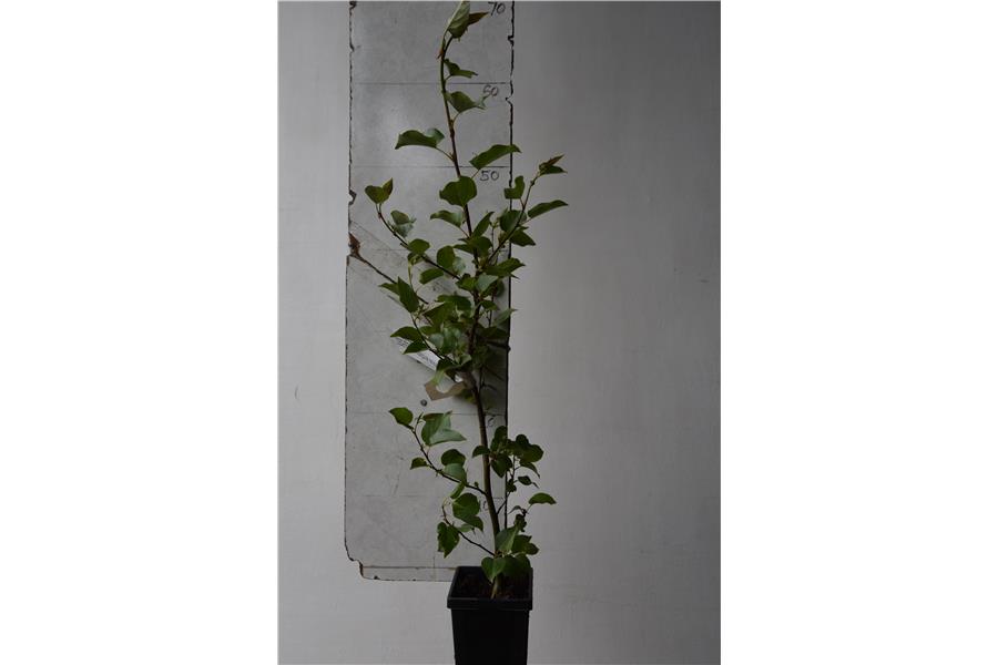 Italian Alder