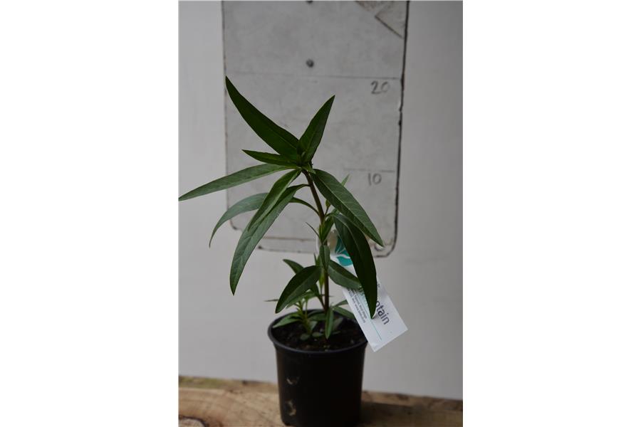 Swan Plant
