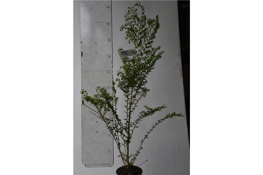 Vanilla Tree