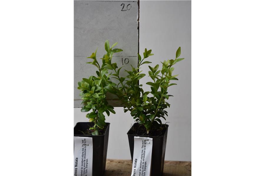 Hedging Box
