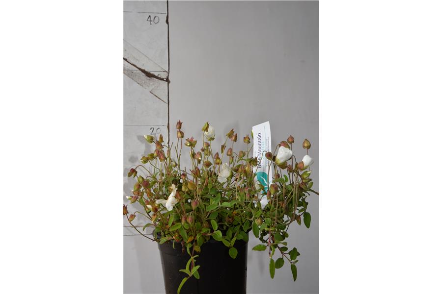 Cistus Snow Mound