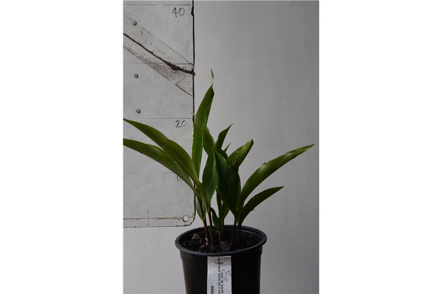 Lily of the Valley (pink)