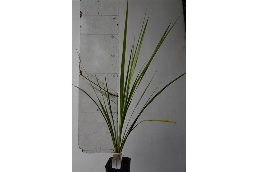 NZ Cabbage Tree