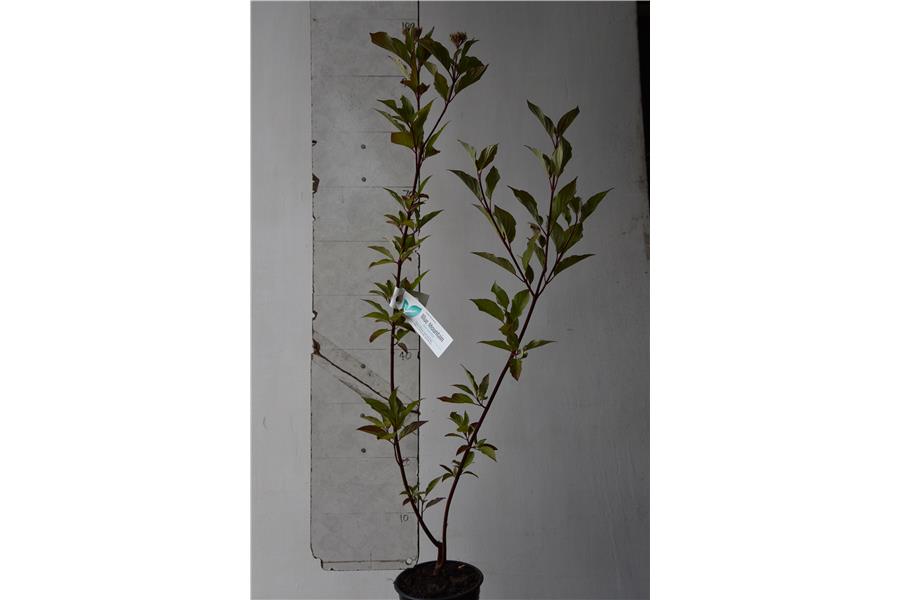 Red Stemmed Dogwood