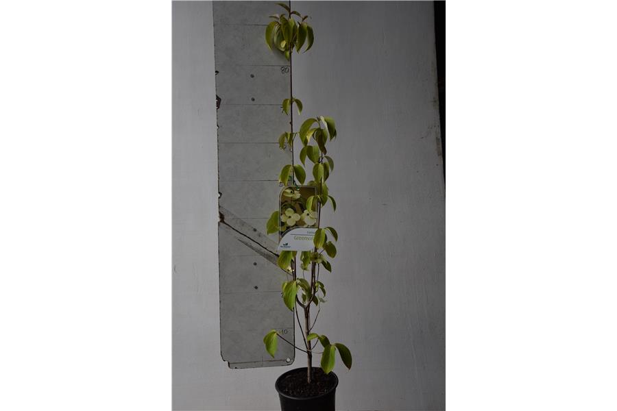 C. capitata x C. kousa chinensis