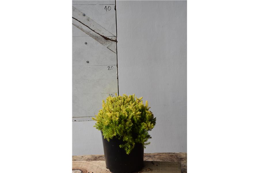 Erica erigena Golden Lady