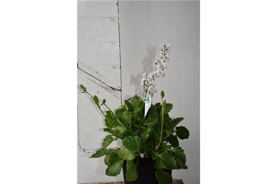 Francoa app Flower Girl 16/18/16