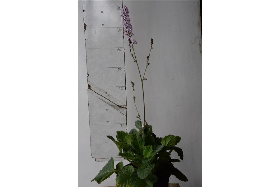 Francoa app Starry Eyes