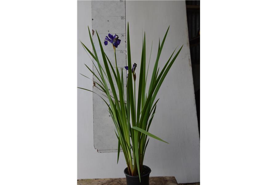 Iris siberica New Hybrids