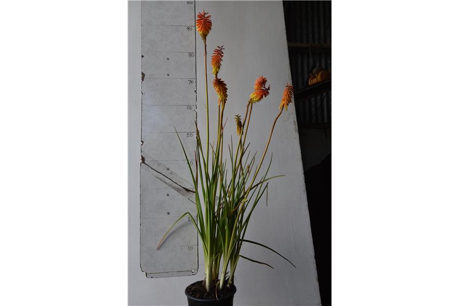 Torch Lily - Red Hot Poker