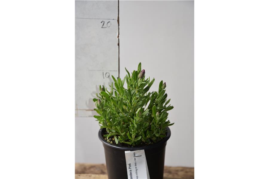 Lavandula stoechas Bandera Pink
