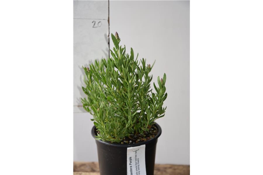Lavandula stoechas Bandera Purple