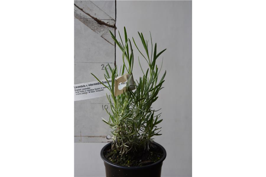 English Lavender