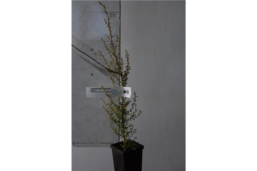 Manuka