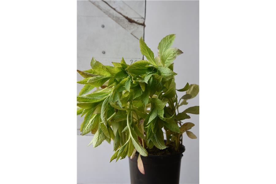 Lobelia siphilitica