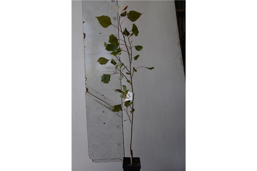 Populus Crowsnest