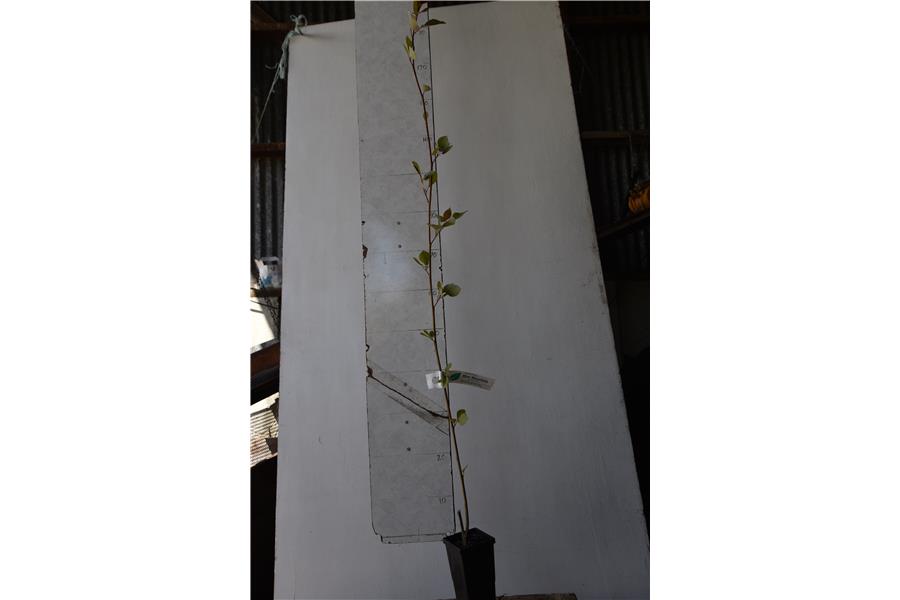 Populus kawa