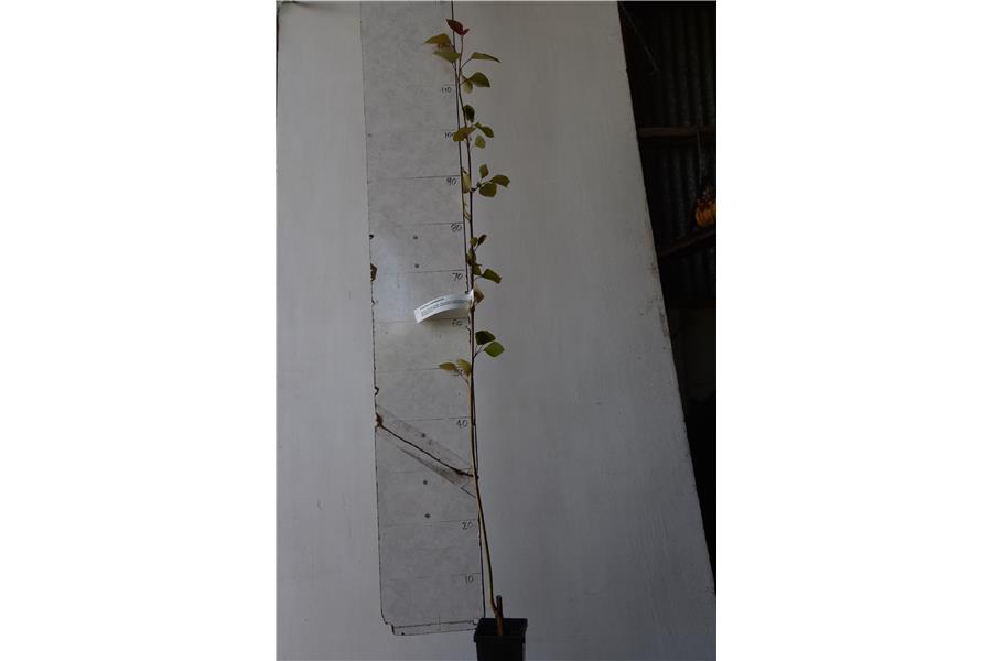 Populus yunnanensis