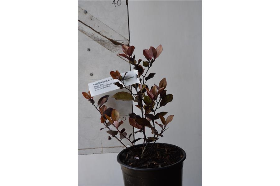 Pepper Tree