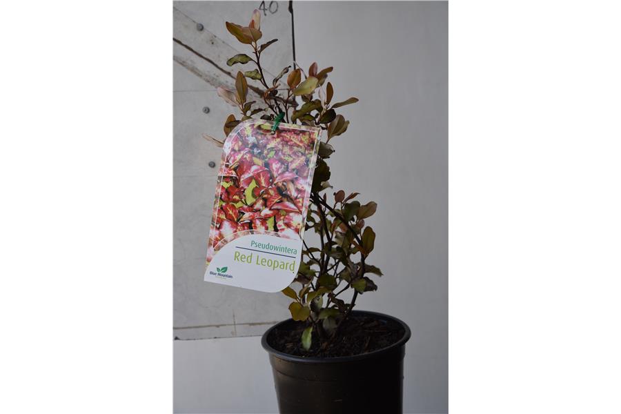 Red Pepper Tree
