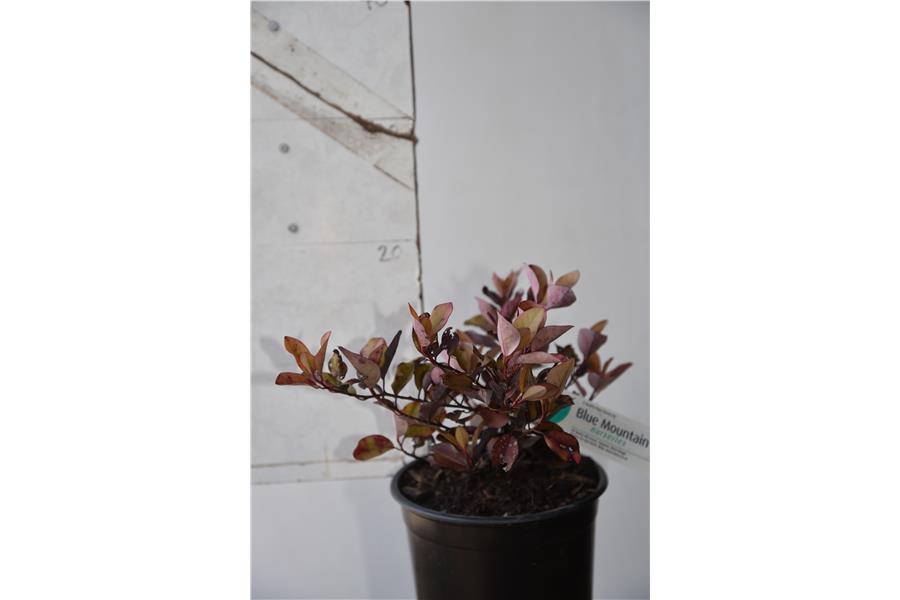 Pseudowintera colorata Burgundy Delight