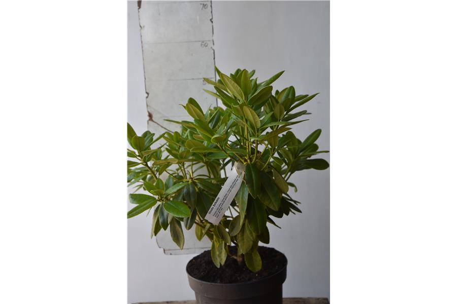Rhodo Belkanto