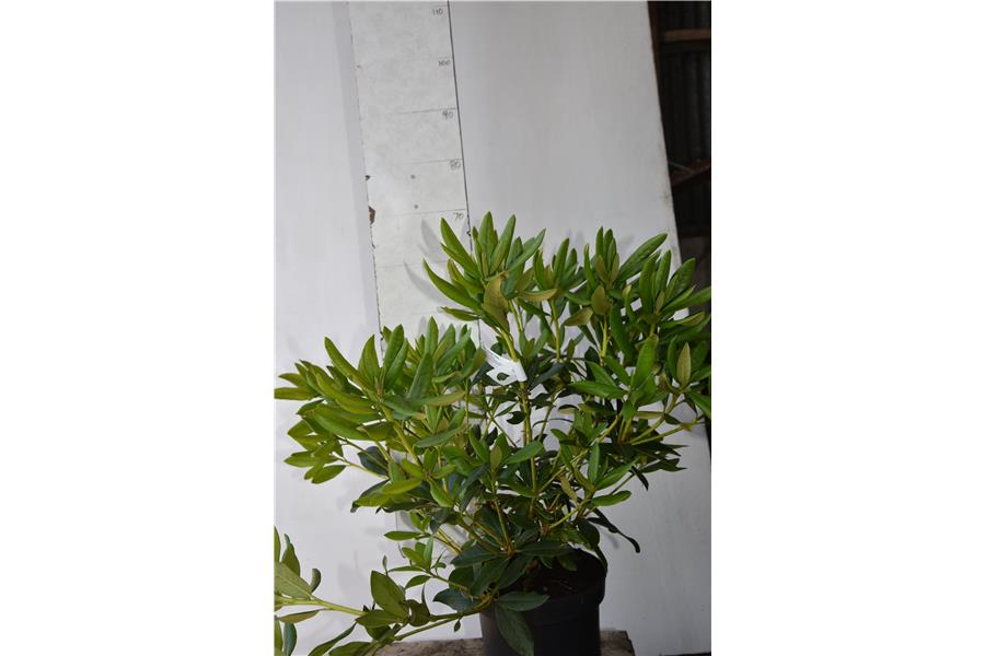(caucasicum x ponticum)