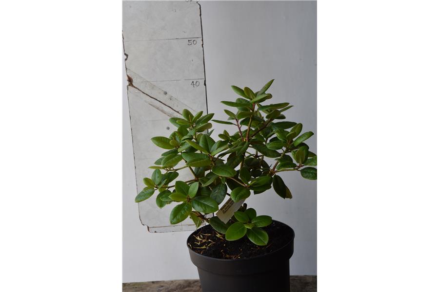 (R. Adriaan Koster  x R. Williamsianum)