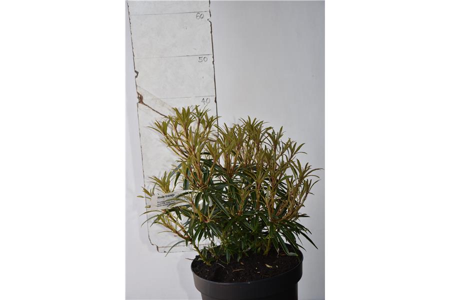 Rhodo Graziella
