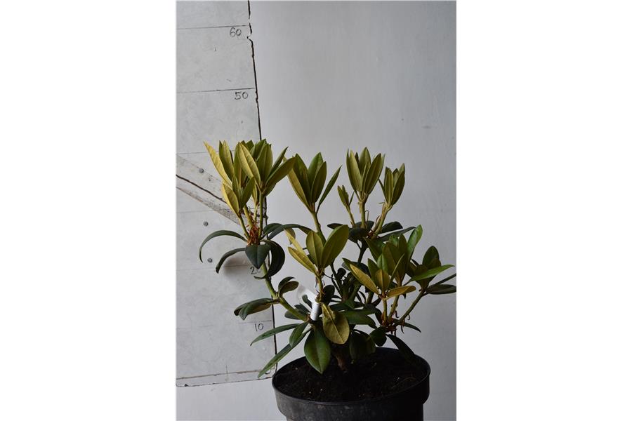 (R. yakashimanum x R. Omega)