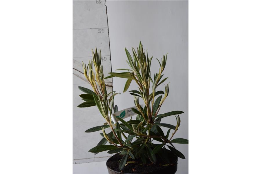 (Choremia x moupinense)