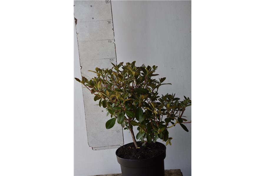 Rhodo burmanicum