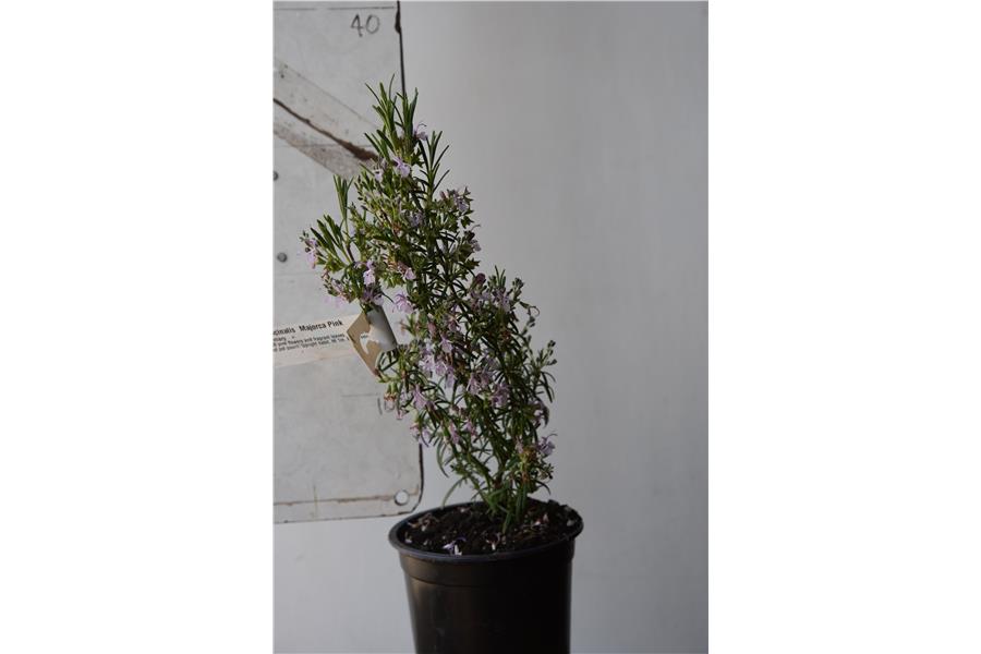 Pink Upright Rosemary