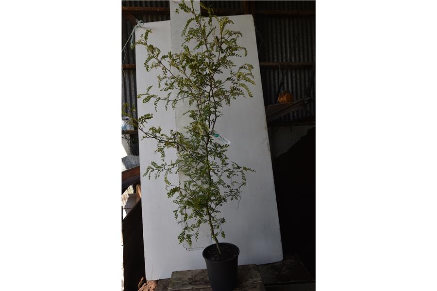 Column Kowhai