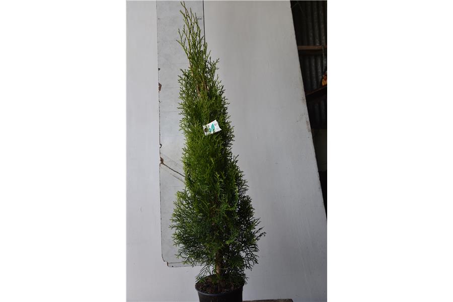 Thuja occidentalis Smaragd