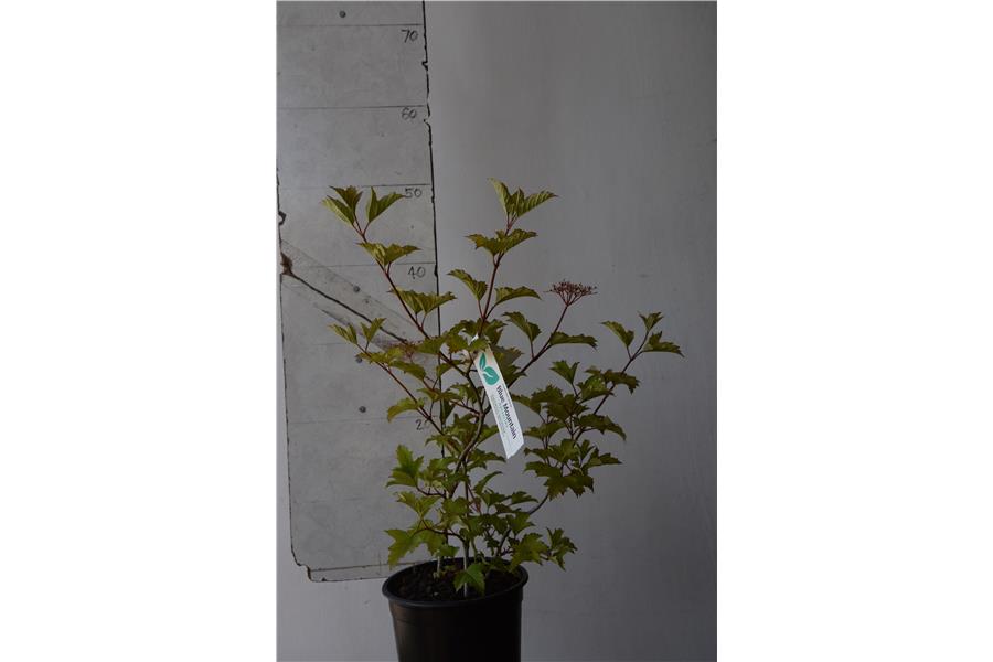 Guelder Rose