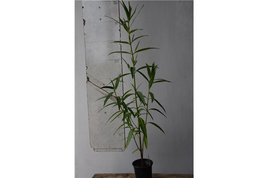 Swan Plant