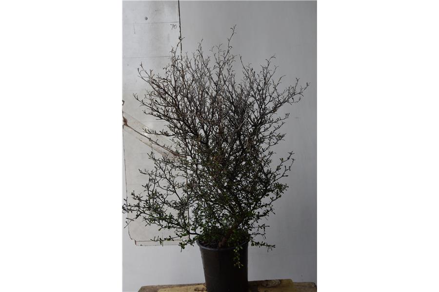 Corokia cotoneaster Little Prince