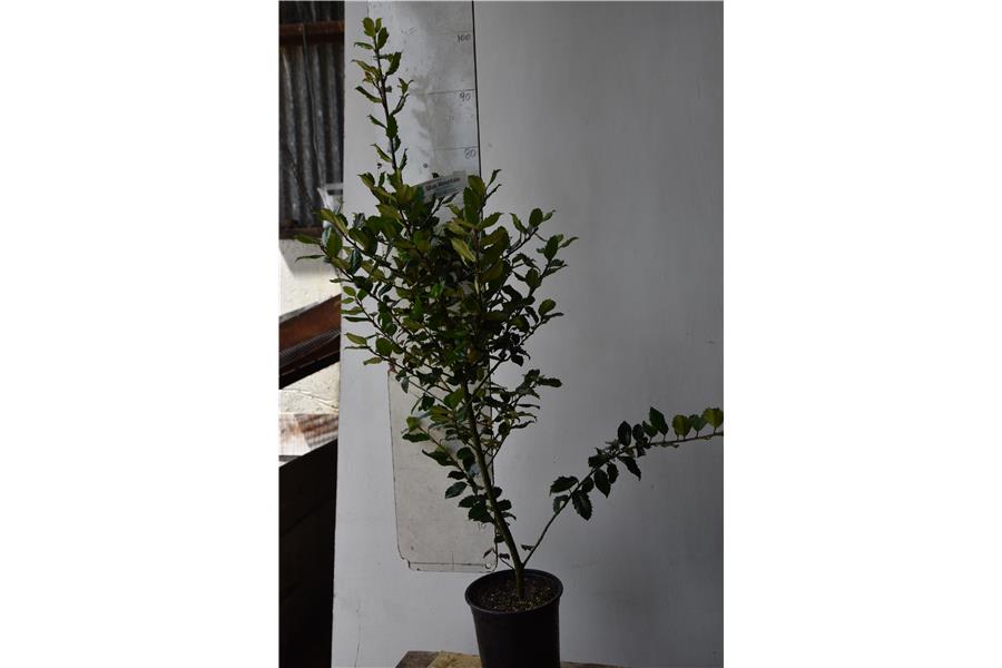 Ilex x meserveae Blue Prince