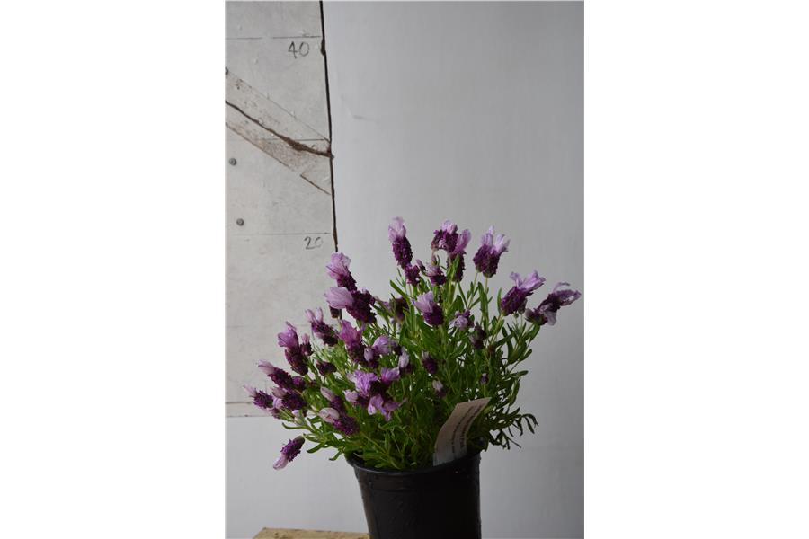 Lavandula stoechas Bandera Pink