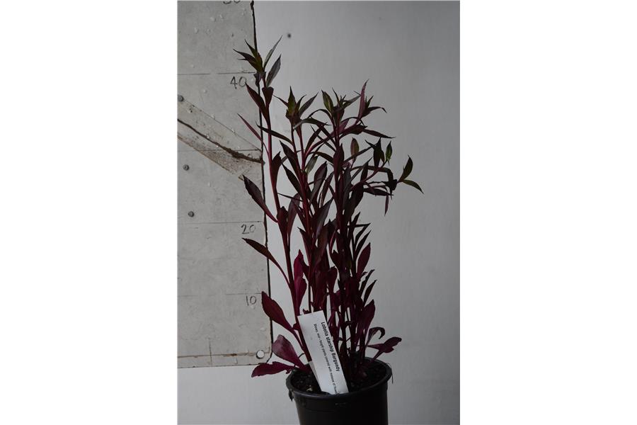 Lobelia starship Burgundy