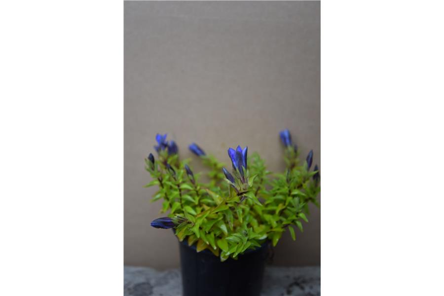 Gentiana septemfida Lagodechiana