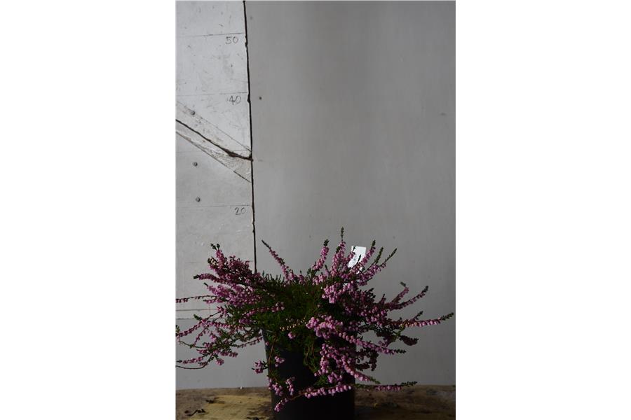 Calluna double Soft Pink