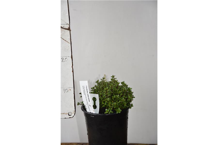 Parahebe catarractae Blue