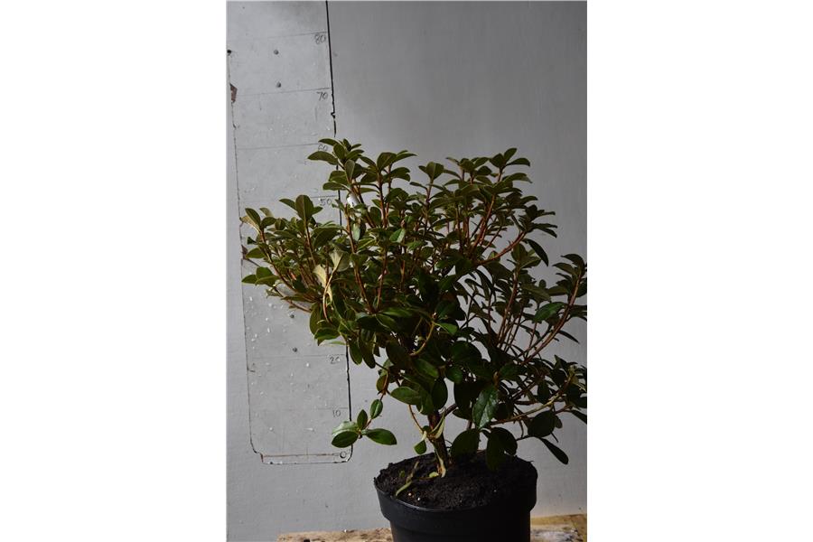Rhodo burmanicum