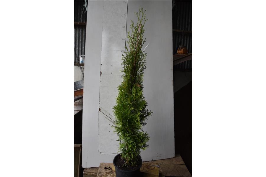 Thuja occidentalis Smaragd