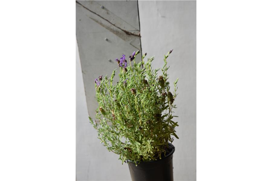 Lavandula stoechas Bandera Purple